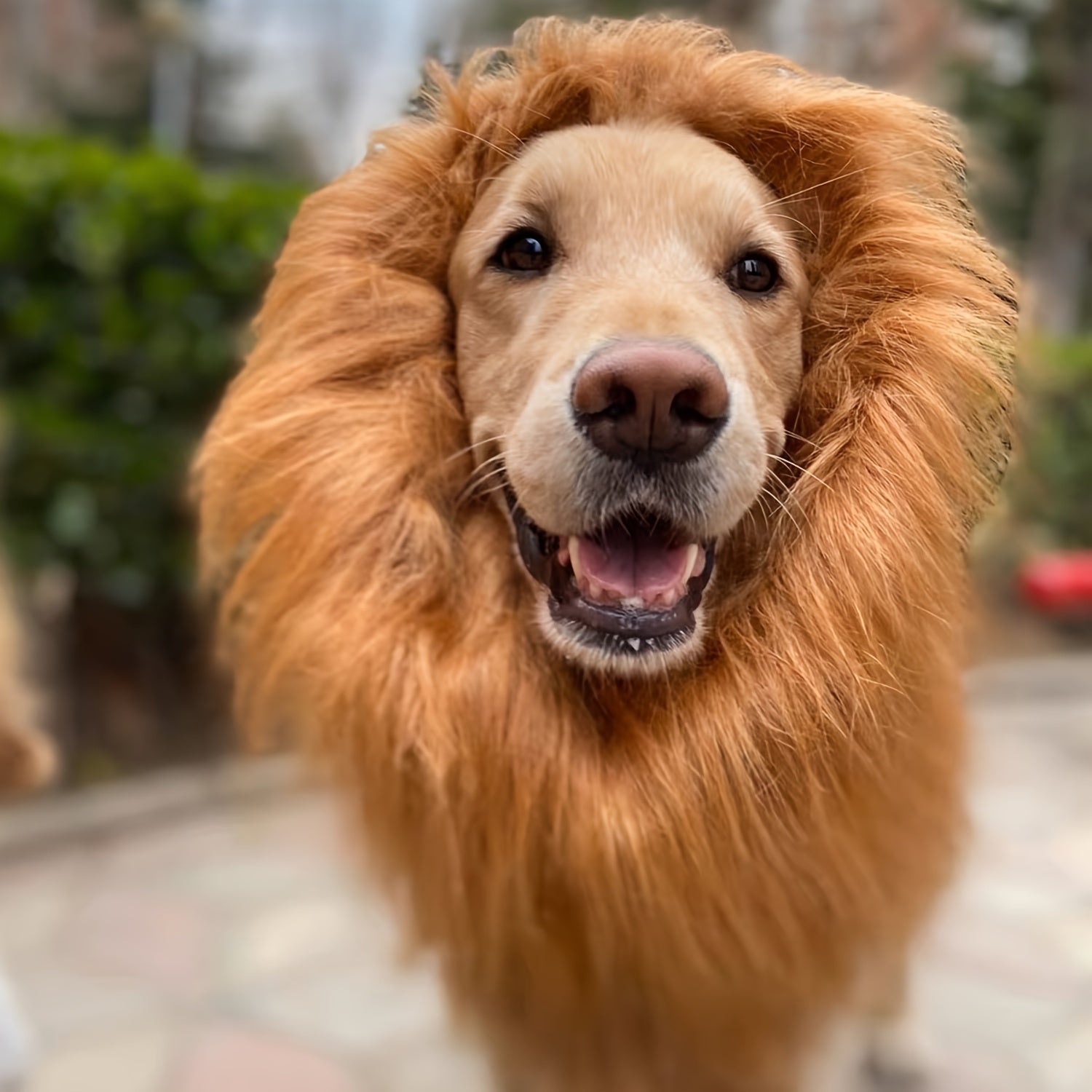 Realistische leeuwenkap voor honden - Verstelbaar zacht kostuum voor Halloween en feestelijke gelegenheden