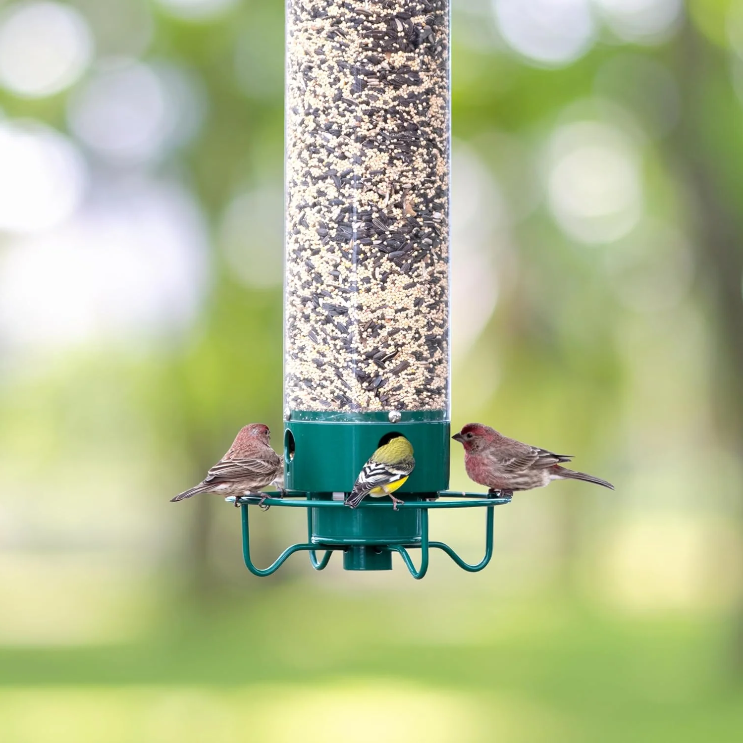 Eekhoornbestendige Vogelvoeder met Grote Capaciteit en Weerbestendige Constructie – Ideaal voor Tuinvogels