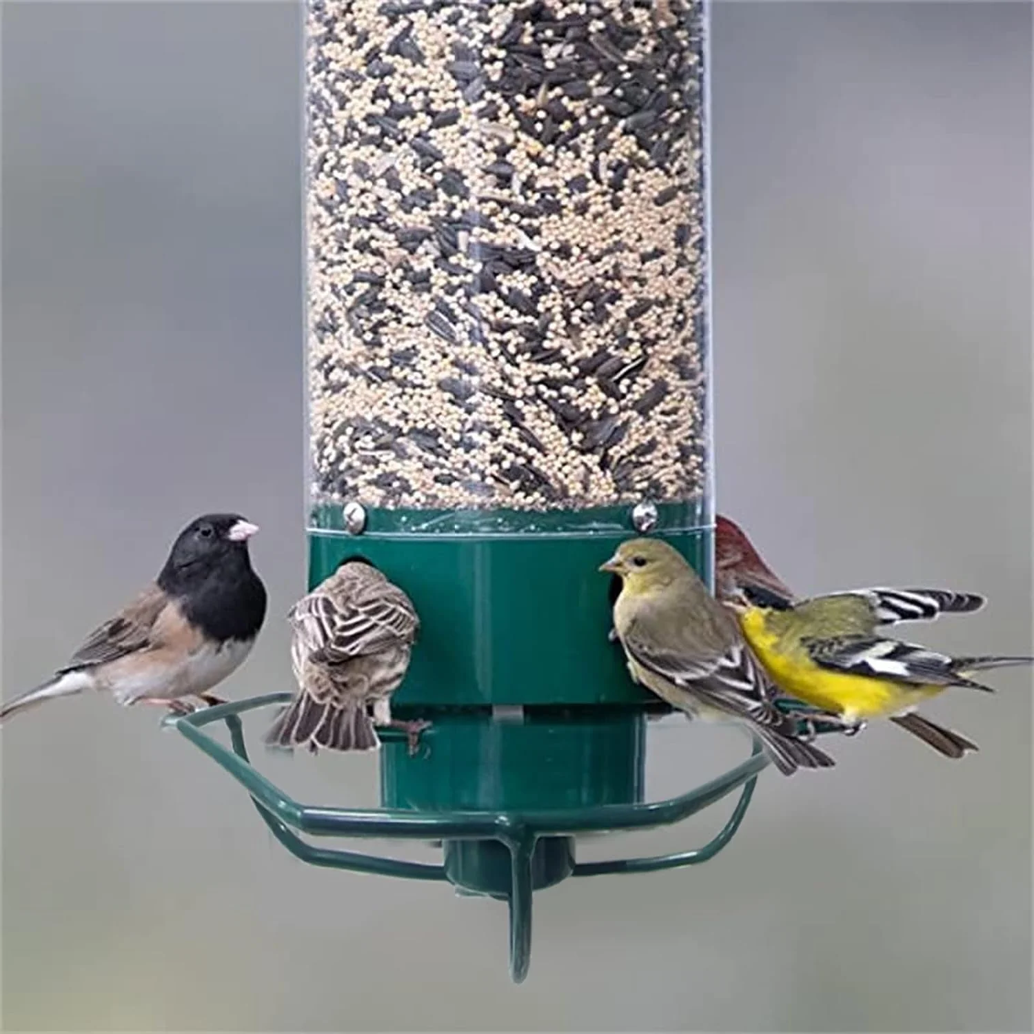 Eekhoornbestendige Vogelvoeder met Grote Capaciteit en Weerbestendige Constructie – Ideaal voor Tuinvogels