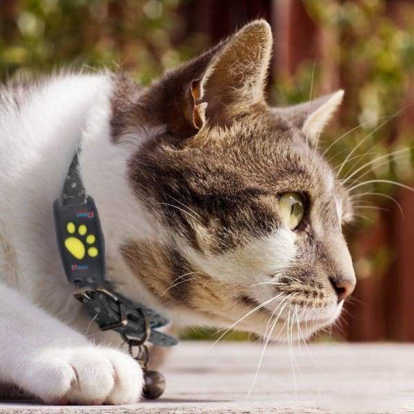 GPS Volgsysteem voor Katten en honden met Real-Time Locatieupdates – Compact en Lichtgewicht